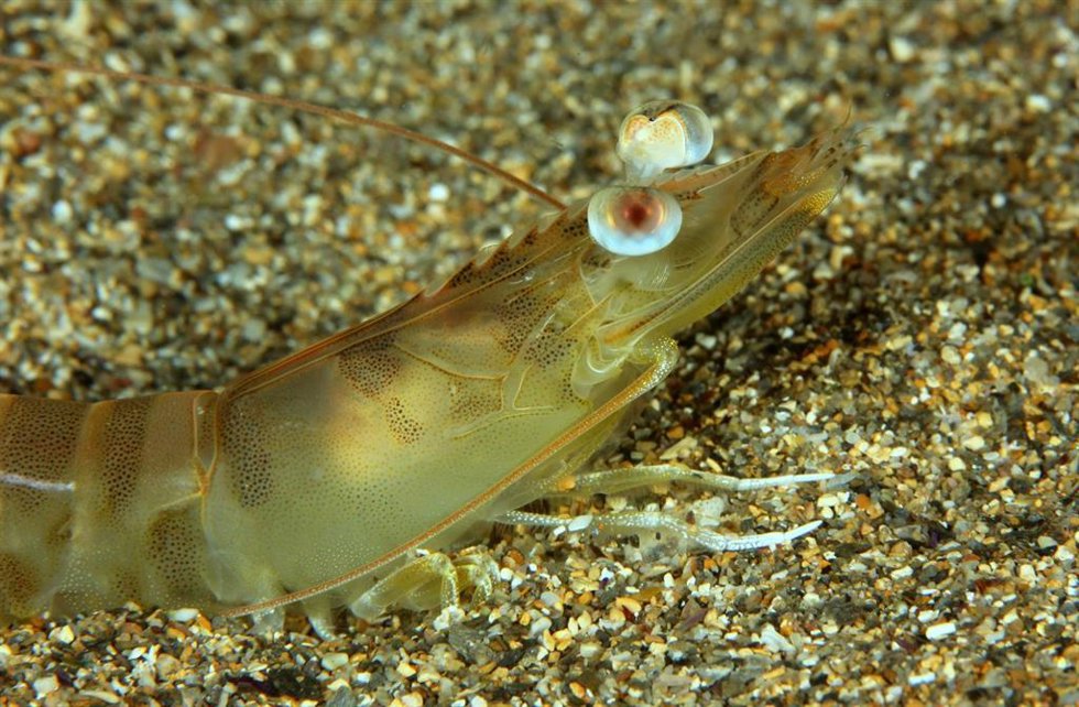 Langostino mediterráneo (Penaeus keraturus)