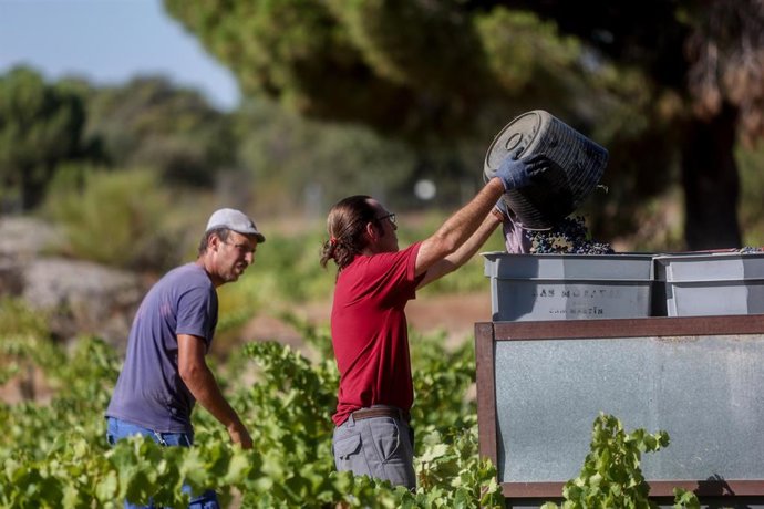 Archivo - Dos trabajadores recogiendo uvas en el campo