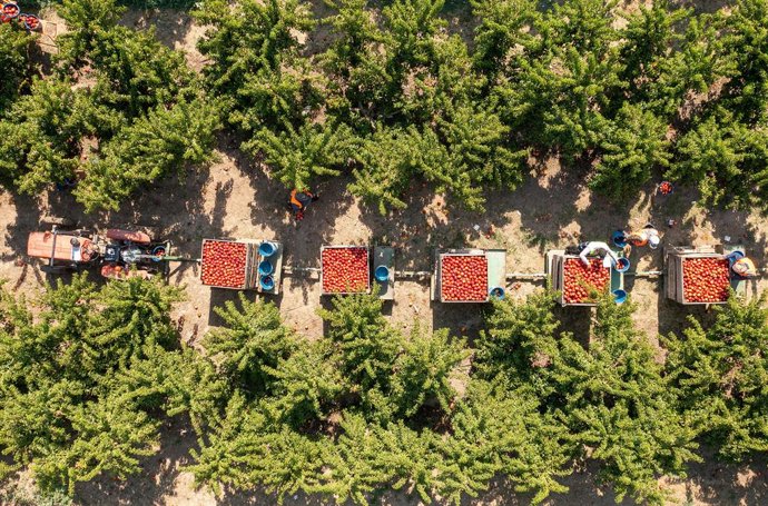 Archivo - Imagen de una cosecha de nectarinas en Lleida