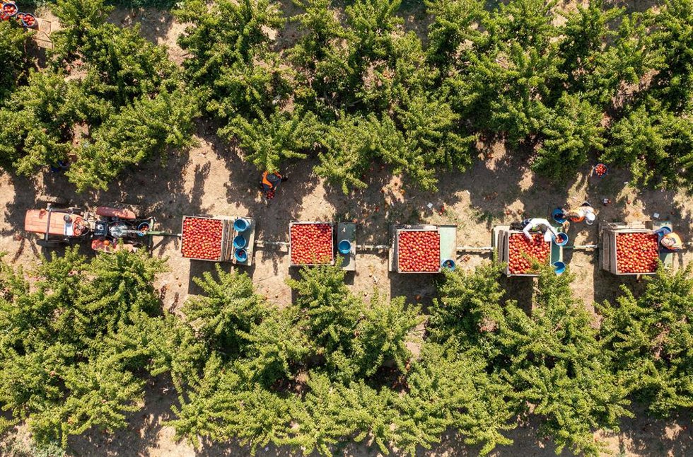 Archivo - Imagen de una cosecha de nectarinas en Lleida