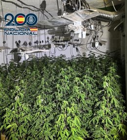 Plantación 'indoor' de marihuana.
