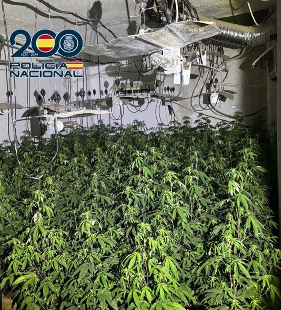 Plantación 'indoor' de marihuana.