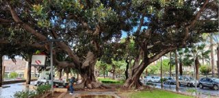 Ficus singulares del Parque Nicolás Salmerón de Almería.