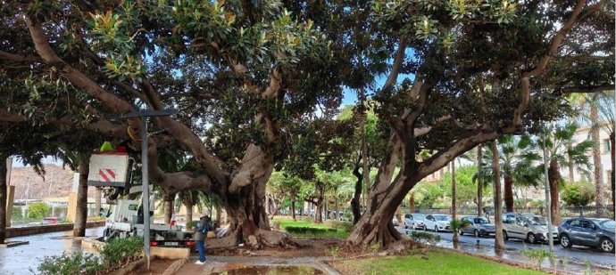 Ficus singulares del Parque Nicolás Salmerón de Almería.