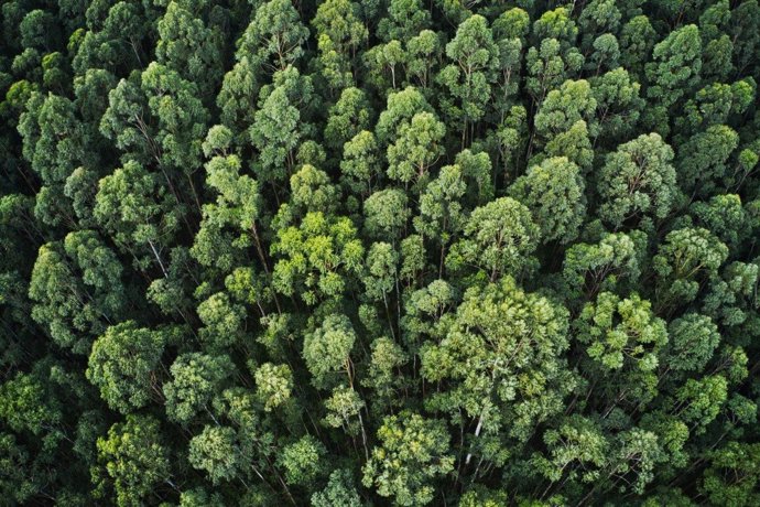 Archivo - Arquivo - COPADE busca combater o desmatamento com a iniciativa “Bosques vivos”, que visa conscientizar mais de 50.000 pessoas