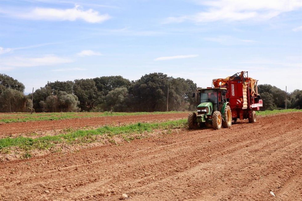Campo