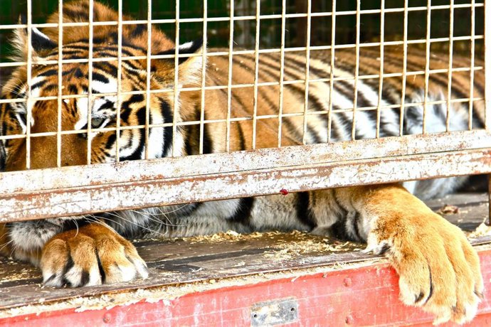 Archivo - Tigre