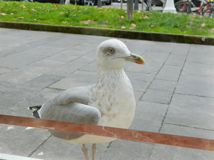 Gaviota