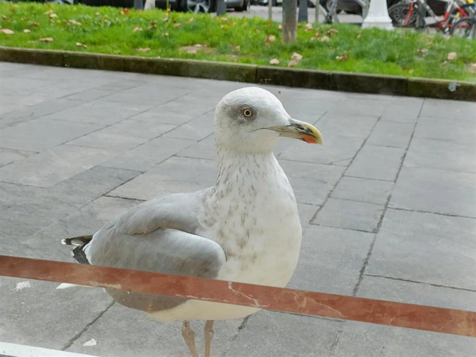 Gaviota