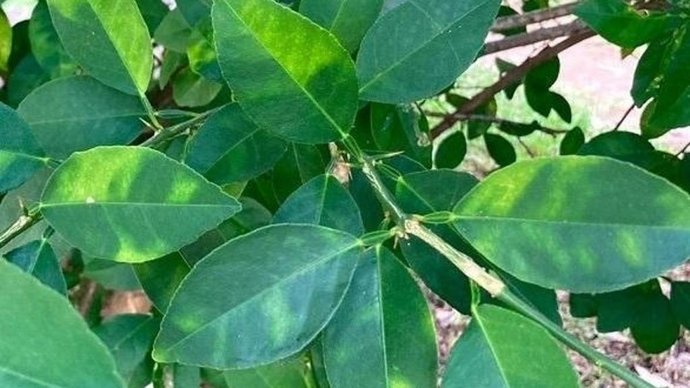 Imatge de recurs de cultiu afectat per clorosis