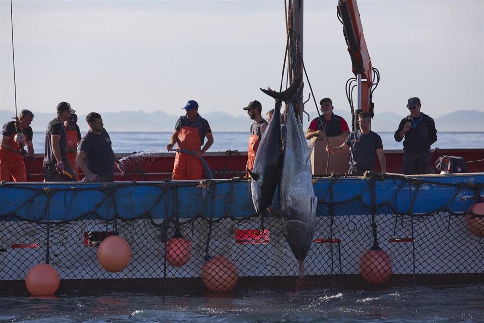 Archivo - Varios pescadores durante una ‘levantá’ de atún en las inmediaciones de Barbate. (Archivo)