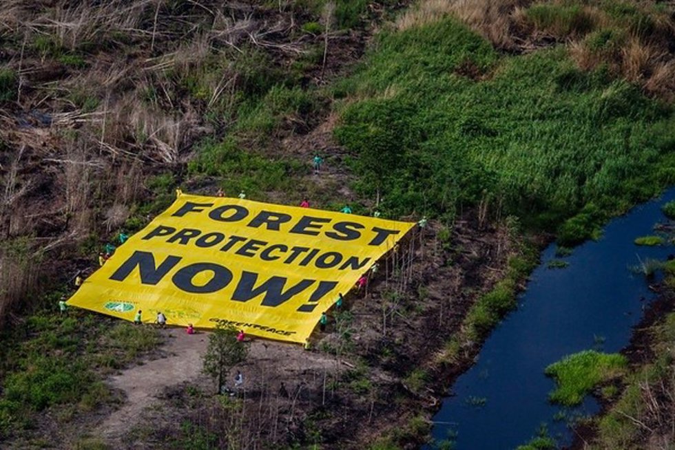 Greenpeace tacha de "decepcionante" que Bruselas plantee excluir el cuero de la ley contra la deforestación.