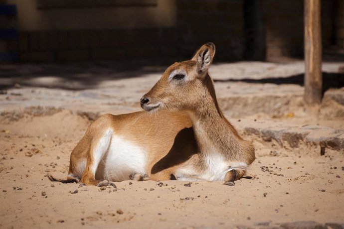 Archivo - Un antílope de páramo lechwe de kafue.