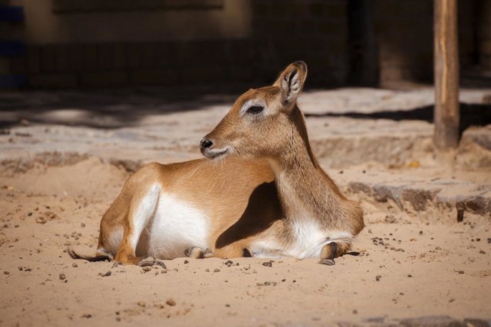 Archivo - Arquivo - 12 de agosto de 2022, Berlim: Um antílope-dos-pântanos (Kafue lechwe) aproveita o clima de verão no zoológico. Foto: Paul Zinken/dpa
