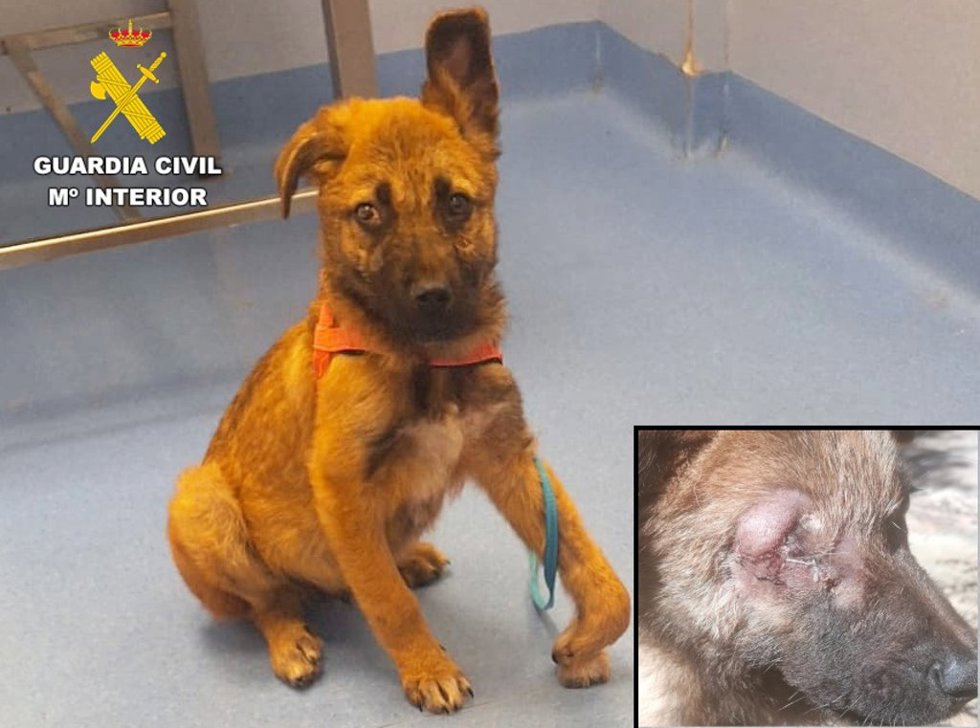 Dos investigados en Cantabria por maltratar a un cachorro de tres meses
