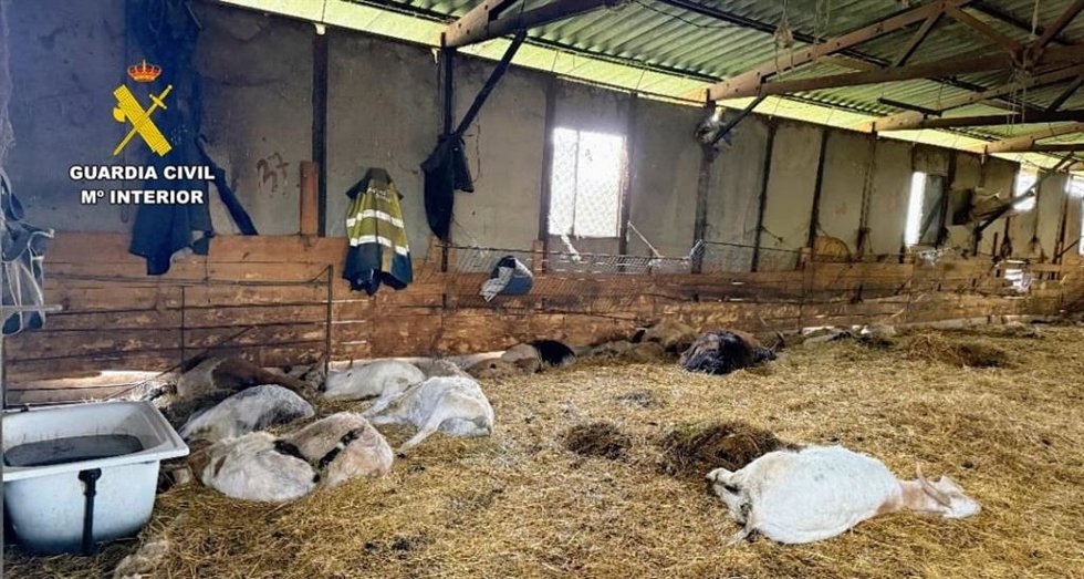 Cabras y ovejas muertas en una explotación de Trives (Ourense), cuyo responsable está investigado por un delito de maltrato animal.