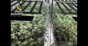 La Benemérita detiene a cuatro personas por cultivo de marihuana en varias localidades zaragozanas