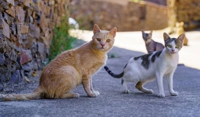 Gatos de una colonia felina. Foto de archivo.