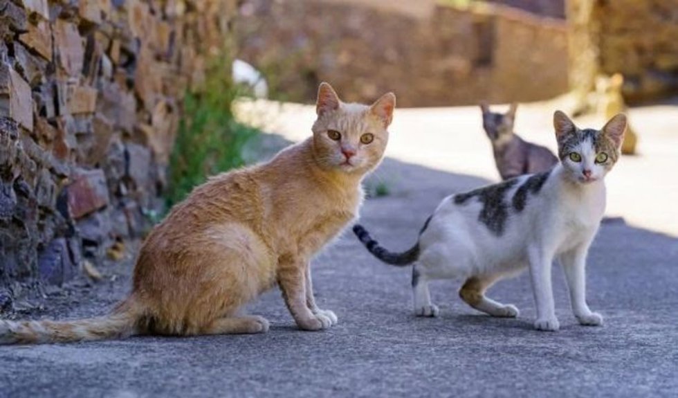 Gatos de una colonia felina. Foto de archivo.