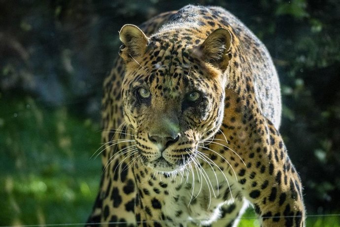 Archivo - Negombo, leopardo de Bioparc