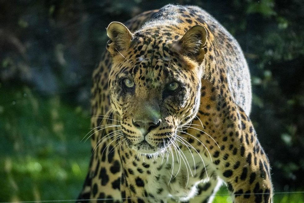 Archivo - Negombo, leopardo de Bioparc
