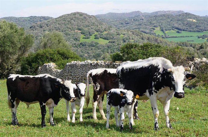 Vaca de la reina