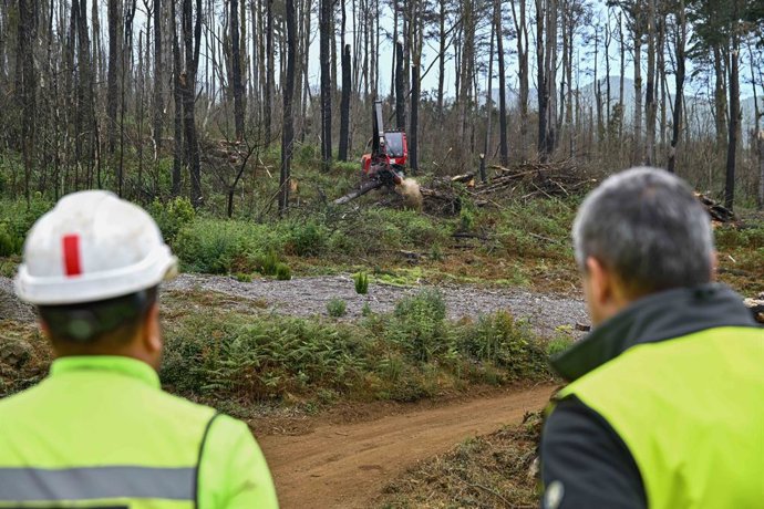 Archivo - Trabajos de reforestación