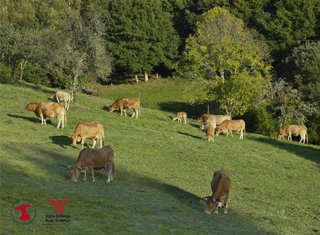 Archivo - Vacas
