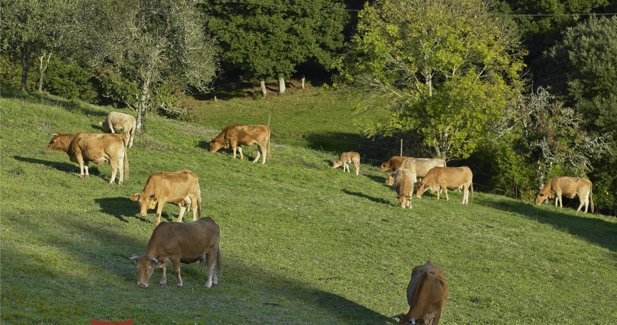 Galicia Rural