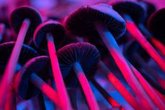 Foto: Una dosis de psilocibina provoca cambios en el cerebro que pueden durar hasta un mes