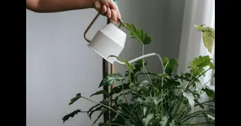 No cometas este error en tu jardín: cómo regar tus plantas en primavera para que no se estropeen