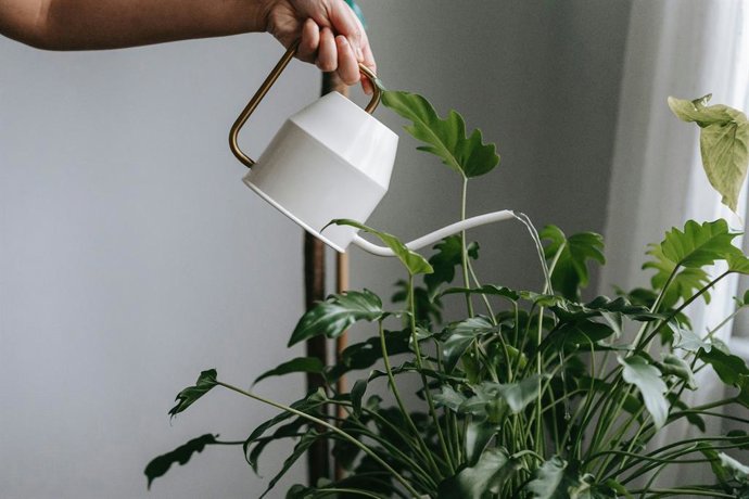 No cometas este error en tu jardín: cómo regar tus plantas en primavera para que no se estropeen