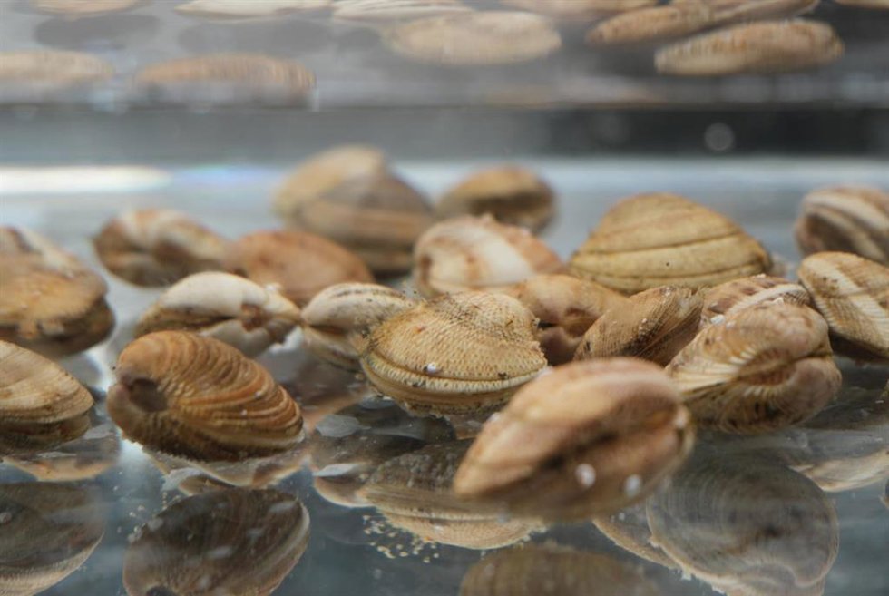 Un estudio identifica las condiciones de reproducción controlada de la chirla para repoblar el Mediterráneo