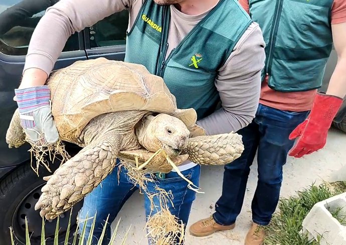 Un agente del Eprona sostiene al ejemplar recuperado de tortuga de espolones africana.