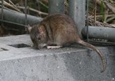 Foto: El cambio climático y medioambiental aumenta el riesgo en Europa de zoonosis como la leptospirosis, según un estudio
