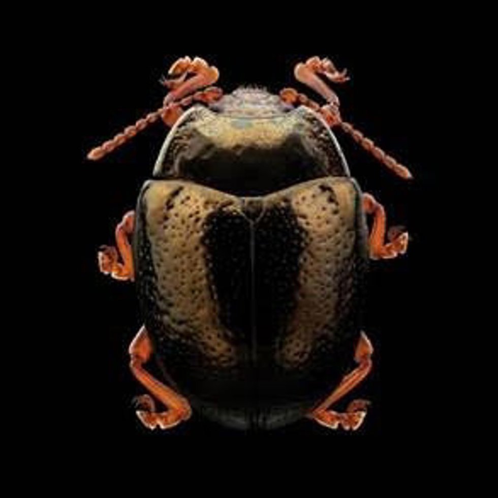 Chrysolina bankii, una de las especies retratadas en la muestra "Insectos al detalle. Vecinos urbanos" , de Máher Fahim en el Museo Nacional de Ciencias Naturales