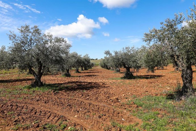 Archivo - Campo de olivos en las inmediaciones de la localidad de Campo Real, al sureste de Madrid, famosa por sus aceitunas de la variedad manzanilla y aderezadas elaborado con las plantas aromáticas de la zona. En Campo Real (Madrid, España)
