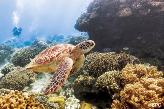 Destinos para bucear en Filipinas