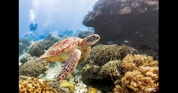 Cinco destinos de buceo imprescindibles en Filipinas para este verano