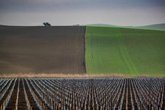Foto: La biodiversidad del suelo actúa como un "escudo natural" que protege a cultivos y humanos de patógenos, según CSIC