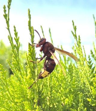 Reina Vespa orientalis en Córdoba.