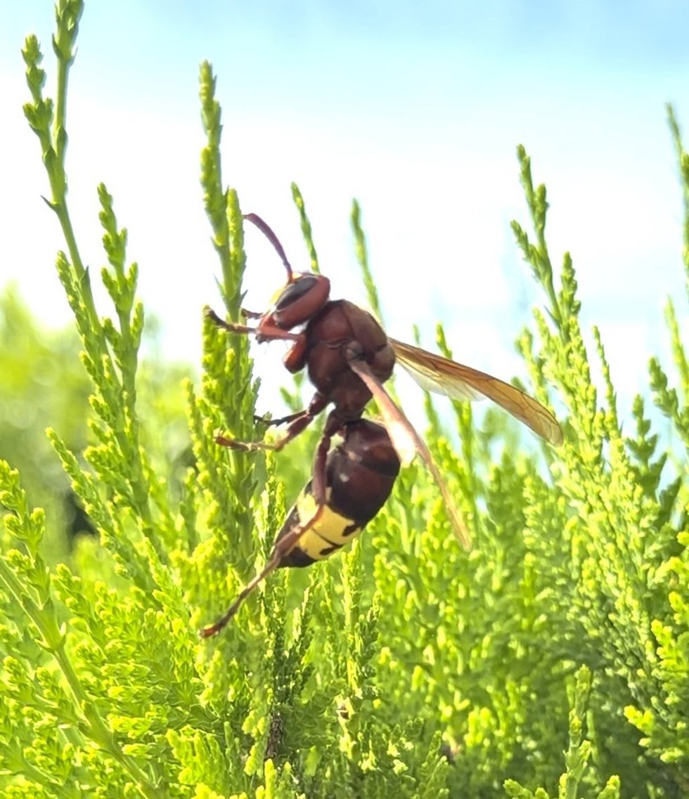 Reina Vespa orientalis en Córdoba.
