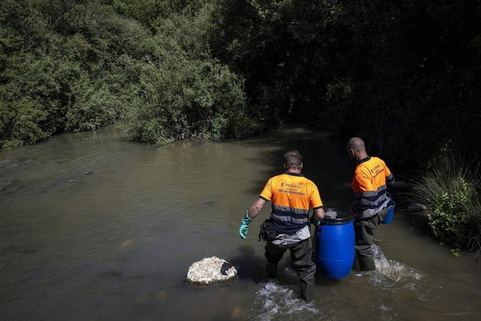 Momento de la reintroducción de 200 ejemplares en el río Manzanares