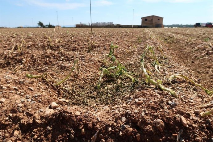Campo