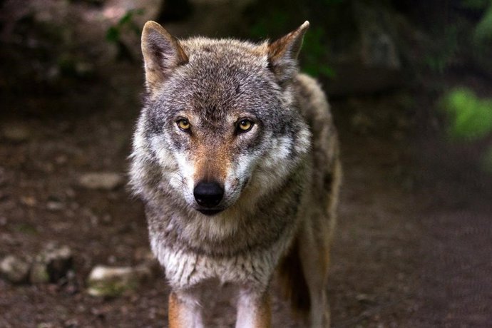 Archivo - Lobo