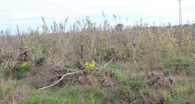 C. Valenciana