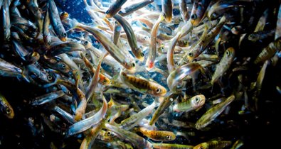 Pesca Galicia