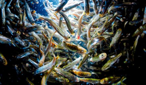 Pesca Galicia