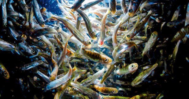 Pesca Galicia