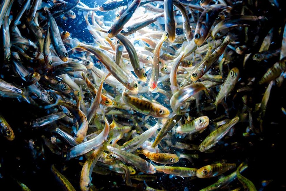 Salmón chum juvenil.